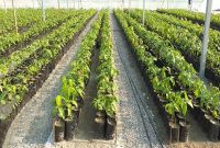 سومین مدرسه ایذه عنوان سبز را گرفت