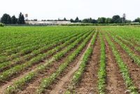 اجرای طرح جهش تولید کشاورزی در ایذه