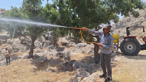 آغاز مبارزه بیولوژیک با آفت پروانه برگخوار در جنگلهای بلوط ایذه آغاز مبارزه بیولوژیک با آفت پروانه برگخوار در جنگلهای بلوط ایذه
