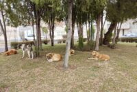 تداوم طرح زنده‌گیری سگ‌های ولگرد در ایذه با نظارت بهداشتی   