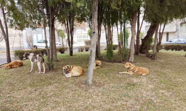 تداوم طرح زندهگیری سگهای ولگرد در ایذه با نظارت بهداشتی تداوم طرح زندهگیری سگهای ولگرد در ایذه با نظارت بهداشتی