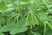 آغاز برداشت محصولات تابستانه در ایذه