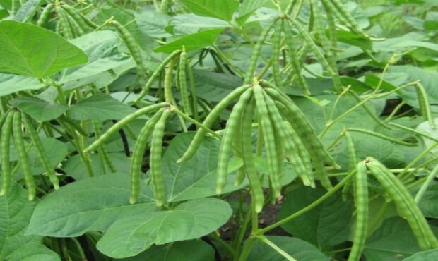 آغاز برداشت محصولات تابستانه در ایذه آغاز برداشت محصولات تابستانه در ایذه